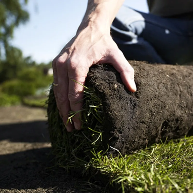 Rullegræs - Gratis Fragt! 3 Rullegræs - Gratis Fragt!