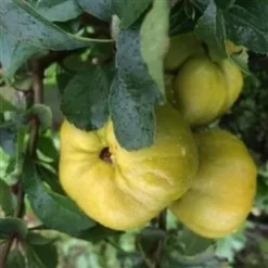 Chaenomeles Japonica 'Cido' (Japansk Kvæde) - Salgshøjde: 30-50 Cm.