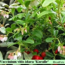 Vaccinium Vitis-idaea 'Koralle'. (Tyttebær) - Salgshøjde: 5-10 Cm.