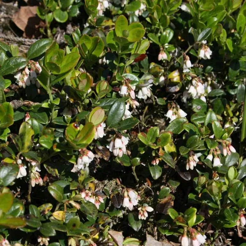 Vaccinium Vitis-idaea 'Koralle'. (Tyttebær) - Salgshøjde: 5-10 Cm. 4 Vaccinium Vitis-idaea 'Koralle'. (Tyttebær) - Salgshøjde: 5-10 Cm. - Image 2