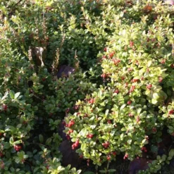 Vaccinium Vitis-idaea 'Koralle'. (Tyttebær) - Salgshøjde: 5-10 Cm. 7 Vaccinium Vitis-idaea 'Koralle'. (Tyttebær) - Salgshøjde: 5-10 Cm. -Planter Butik 30 38 3