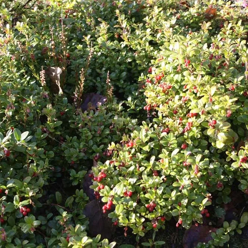 Vaccinium Vitis-idaea 'Koralle'. (Tyttebær) - Salgshøjde: 5-10 Cm. 5 Vaccinium Vitis-idaea 'Koralle'. (Tyttebær) - Salgshøjde: 5-10 Cm. - Image 3