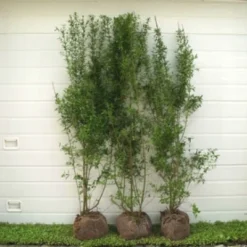 Ligustrum Vulgare 'Liga' (Herkules Liguster Hæk) Højde 120-130 Cm.