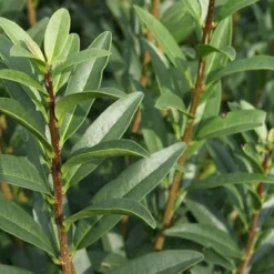 Ligustrum Vulgare 'Liga' (Herkules Liguster Hæk) Højde 120-130 Cm. 5 Ligustrum Vulgare 'Liga' (Herkules Liguster Hæk) Højde 120-130 Cm. -Planter Butik 32 104 2