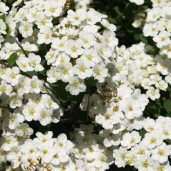 Spiraea Vanhouttei - Herkules Hæk - Højde: 170-190 Cm. - Spiræa