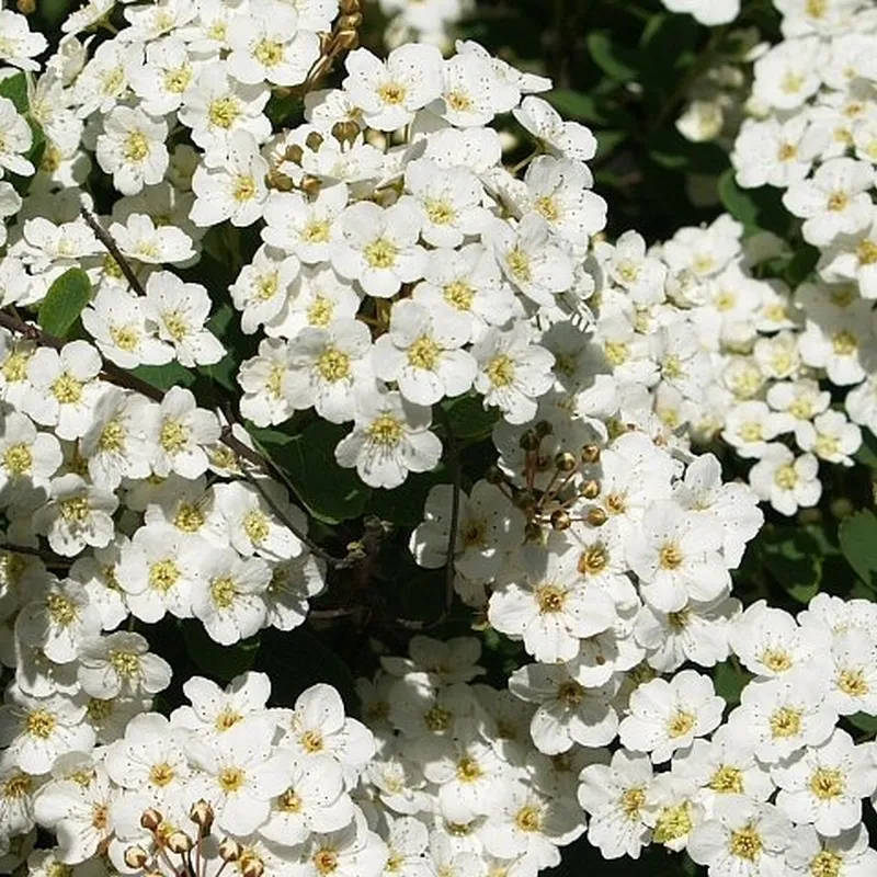 Spiraea Vanhouttei - Herkules Hæk - Højde: 170-190 Cm. - Spiræa 3 Spiraea Vanhouttei - Herkules Hæk - Højde: 170-190 Cm. - Spiræa