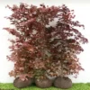 Fagus Sylvatica 'Purpurea' - Færdighæk - Højde: 180 Cm. - Rødbøg 1 Fagus Sylvatica 'Purpurea' - Færdighæk - Højde: 180 Cm. - Rødbøg -Planter Butik 32 27 1