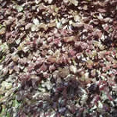 Fagus Sylvatica 'Purpurea' - Færdighæk - Højde: 180 Cm. - Rødbøg 4 Fagus Sylvatica 'Purpurea' - Færdighæk - Højde: 180 Cm. - Rødbøg - Image 2