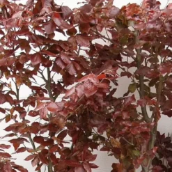 Fagus Sylvatica 'Purpurea' - Færdighæk - Højde: 180 Cm. - Rødbøg 7 Fagus Sylvatica 'Purpurea' - Færdighæk - Højde: 180 Cm. - Rødbøg -Planter Butik 32 27 4