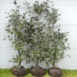 Sorbus Mougeotii - Færdighæk - Højde: 180 Cm. - Sølvrøn