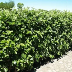 Sorbus Mougeotii - Færdighæk - Højde: 180 Cm. - Sølvrøn -Planter Butik 32 33 3