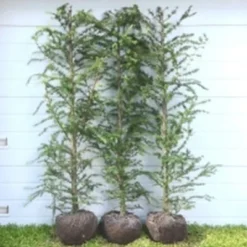 Larix Kaempferi - Færdighæk - Højde: 180 Cm. - Lærk