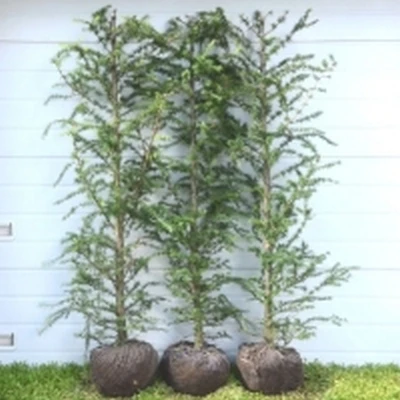 Larix Kaempferi - Færdighæk - Højde: 180 Cm. - Lærk 3 Larix Kaempferi - Færdighæk - Højde: 180 Cm. - Lærk