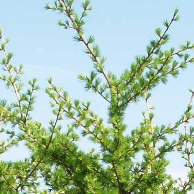 Larix Kaempferi - Færdighæk - Højde: 180 Cm. - Lærk 4 Larix Kaempferi - Færdighæk - Højde: 180 Cm. - Lærk - Image 2