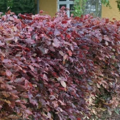 Fagus Sylvatica 'Pupurea' - Færdighæk - Højde: 220 Cm. - Rødbøg 8 Fagus Sylvatica 'Pupurea' - Færdighæk - Højde: 220 Cm. - Rødbøg -Planter Butik 32 62 2