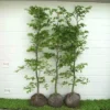 Fagus Sylvatica - Herkules Hæk - Højde 140-160 Cm. - Alm. Bøg 1 Fagus Sylvatica - Herkules Hæk - Højde 140-160 Cm. - Alm. Bøg -Planter Butik 32 98 1