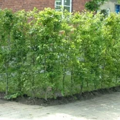 Fagus Sylvatica - Herkules Hæk - Højde 140-160 Cm. - Alm. Bøg 8 Fagus Sylvatica - Herkules Hæk - Højde 140-160 Cm. - Alm. Bøg -Planter Butik 32 98 2