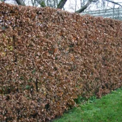 Fagus Sylvatica - Herkules Hæk - Højde 140-160 Cm. - Alm. Bøg 9 Fagus Sylvatica - Herkules Hæk - Højde 140-160 Cm. - Alm. Bøg -Planter Butik 32 98 3