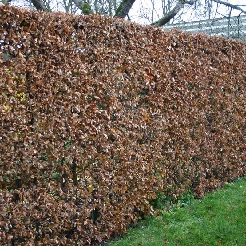 Fagus Sylvatica - Herkules Hæk - Højde 140-160 Cm. - Alm. Bøg 6 Fagus Sylvatica - Herkules Hæk - Højde 140-160 Cm. - Alm. Bøg - Image 4