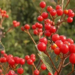 Sorbus Mougeotti  (Pyrenæisk Røn) Salgsh.: 40-60 Cm.  (Barrodet Bundt M/10 Stk)