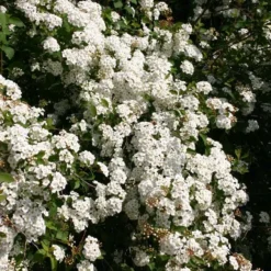 Spiraea Vanhouttei (Hækspiræa) Salgsh: 30-50 Cm. (Barrodet Bundt M/10 Stk)