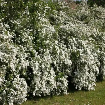 Spiraea Vanhouttei (Hækspiræa) Salgsh: 30-50 Cm. (Barrodet Bundt M/10 Stk) 5 Spiraea Vanhouttei (Hækspiræa) Salgsh: 30-50 Cm. (Barrodet Bundt M/10 Stk) - Image 3