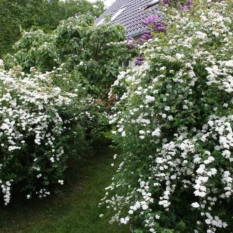 Spiraea Vanhouttei (Hækspiræa) Salgsh: 30-50 Cm. (Barrodet Bundt M/10 Stk) 6 Spiraea Vanhouttei (Hækspiræa) Salgsh: 30-50 Cm. (Barrodet Bundt M/10 Stk) - Image 4