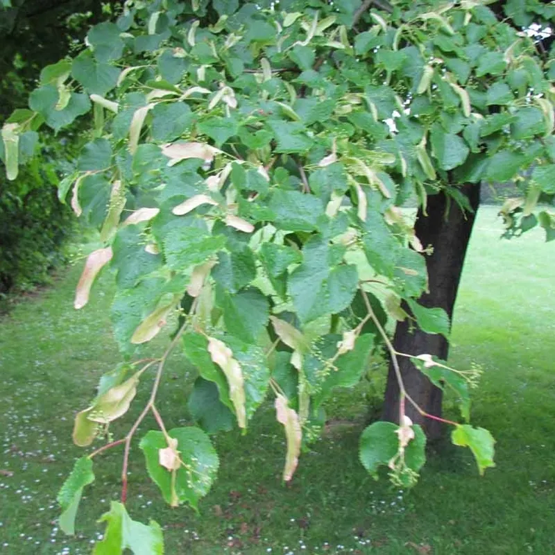 Tilia Cordata (Småbladet Lind) Salgsh.: 50-80 Cm. (Barrodet Bundt M/10 Stk) 4 Tilia Cordata (Småbladet Lind) Salgsh.: 50-80 Cm. (Barrodet Bundt M/10 Stk) - Image 2