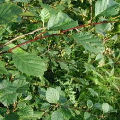 Alnus Viridis (Grønel) Salgshøjde: 40-60 Cm.  (Barrodet Bundt M/10 Stk)