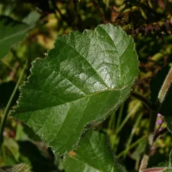 Betula  pubescens (Dunbirk) Salgshøjde: 40-60 Cm.   (Barrodet Bundt M/10 Stk)