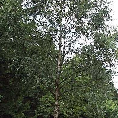 Betula pendula (verrucosa) (Vortebirk) Salgsh.: 40-60 Cm. (Barrodet Bundt M/10 Stk) 3 Betula pendula (verrucosa) (Vortebirk) Salgsh.: 40-60 Cm. (Barrodet Bundt M/10 Stk)