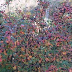 New Products 4 Cotoneaster Lucidus ( Glansdværgmispel) Salgsh: 30-50 Cm. (Barrodet Bundt M/10 Stk)