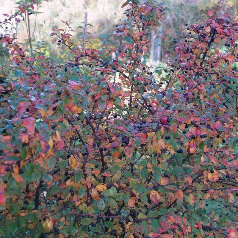 Cotoneaster Lucidus ( Glansdværgmispel) Salgsh: 30-50 Cm. (Barrodet Bundt M/10 Stk) 3 Cotoneaster Lucidus ( Glansdværgmispel) Salgsh: 30-50 Cm. (Barrodet Bundt M/10 Stk)