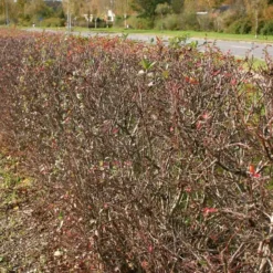 New Products -Planter Butik 34 256 2