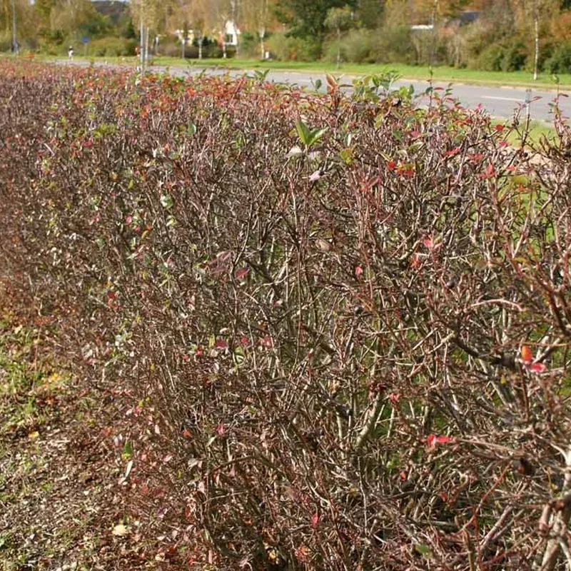 Cotoneaster Lucidus ( Glansdværgmispel) Salgsh: 30-50 Cm. (Barrodet Bundt M/10 Stk) 4 Cotoneaster Lucidus ( Glansdværgmispel) Salgsh: 30-50 Cm. (Barrodet Bundt M/10 Stk) - Image 2