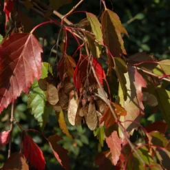 Acer Ginnala (Ildløn) Salgshøjde: 50-80 Cm.  (Barrodet Bundt M/10 Stk)