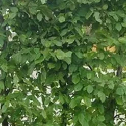 Carpinus Betulus (Avnbøg) Salgshøjde: 60-100 Cm. (Barrodet Bundt M/10 Stk)