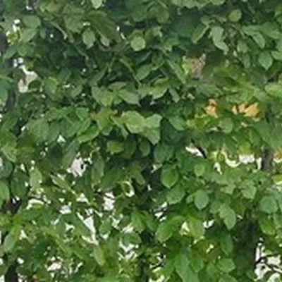 Carpinus Betulus (Avnbøg) Salgshøjde: 60-100 Cm. (Barrodet Bundt M/10 Stk) 3 Carpinus Betulus (Avnbøg) Salgshøjde: 60-100 Cm. (Barrodet Bundt M/10 Stk)