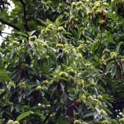 Castanea-sativa (Ægte Kastanie) Salgsh.: 30-50 Cm.  (Barrodet Bundt M/10 Stk)