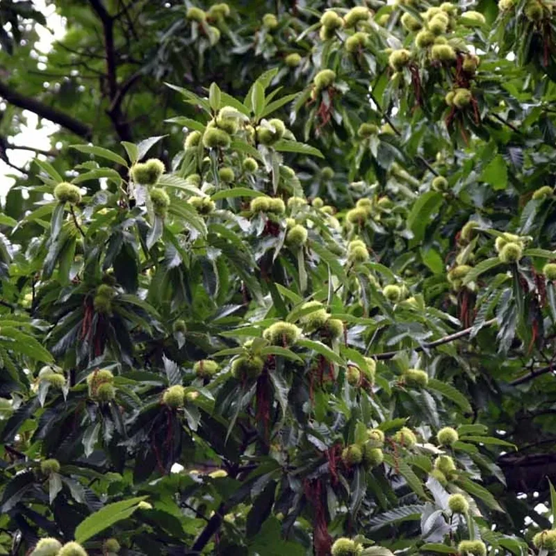 Castanea-sativa (Ægte Kastanie) Salgsh.: 30-50 Cm. (Barrodet Bundt M/10 Stk) 3 Castanea-sativa (Ægte Kastanie) Salgsh.: 30-50 Cm. (Barrodet Bundt M/10 Stk)
