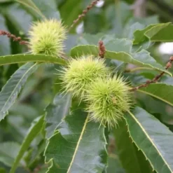 Castanea-sativa (Ægte Kastanie) Salgsh.: 30-50 Cm. (Barrodet Bundt M/10 Stk) 8 Castanea-sativa (Ægte Kastanie) Salgsh.: 30-50 Cm. (Barrodet Bundt M/10 Stk) -Planter Butik 34 272 3
