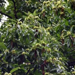 Castanea Sativa (Ægte Kastanie) Salgshøjde: 50-80 Cm.  (Barrodet Bundt M/10 Stk) -Planter Butik 34 273 4