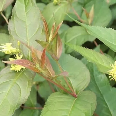 Diervilla Sessilifolia 'Dise' (Diervilla) Salgsh.: 30-50 Cm. (Barrodet Bundt M/10 Stk) 3 Diervilla Sessilifolia 'Dise' (Diervilla) Salgsh.: 30-50 Cm. (Barrodet Bundt M/10 Stk)