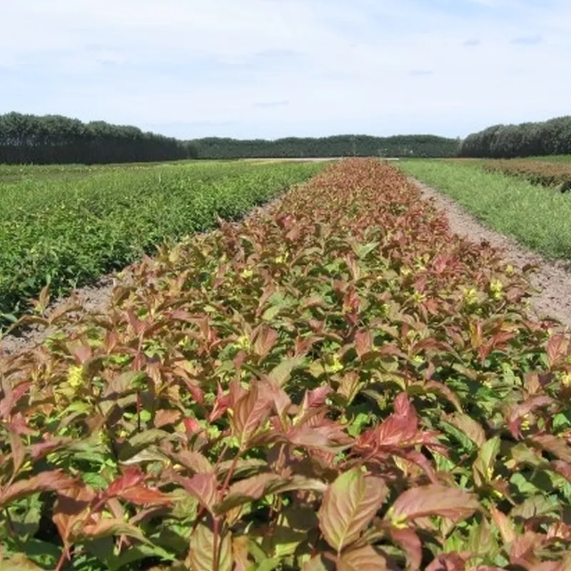Diervilla Sessilifolia 'Dise' (Diervilla) Salgsh.: 30-50 Cm. (Barrodet Bundt M/10 Stk) 4 Diervilla Sessilifolia 'Dise' (Diervilla) Salgsh.: 30-50 Cm. (Barrodet Bundt M/10 Stk) - Image 2