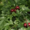Crataegus Monogyna ( Hvidtjørn) Salgsh.: 40-60 Cm. (Barrodet Bundt M/10 Stk) 1 Crataegus Monogyna ( Hvidtjørn) Salgsh.: 40-60 Cm. (Barrodet Bundt M/10 Stk) -Planter Butik 34 35 1