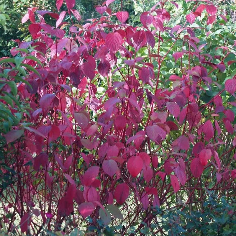 Cornus Alba 'Sibirica' (Rødgrenet Hvid Kornel) Salgsh.: 30-50 Cm. (Barrodet Bundt M/10 Stk) 4 Cornus Alba 'Sibirica' (Rødgrenet Hvid Kornel) Salgsh.: 30-50 Cm. (Barrodet Bundt M/10 Stk) - Image 2