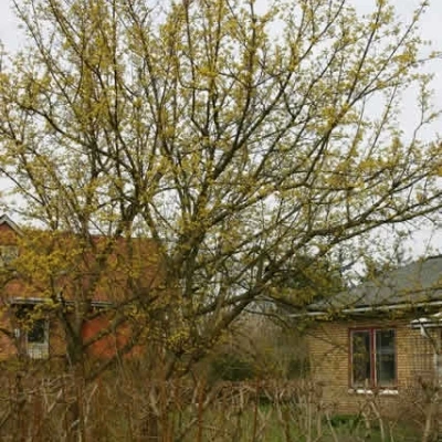 Cornus Mas ( Kirsebærkornel) Salgshøjde: 30-50 Cm. (Barrodet Bundt M/10 Stk) 3 Cornus Mas ( Kirsebærkornel) Salgshøjde: 30-50 Cm. (Barrodet Bundt M/10 Stk)