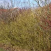 Cornus Sericea 'Flaviramea' (Pilekornel) Salgsh.: 30-50 Cm. (Barrodet Bundt M/10 Stk) 2 Cornus Sericea 'Flaviramea' (Pilekornel) Salgsh.: 30-50 Cm. (Barrodet Bundt M/10 Stk) -Planter Butik 34 367 1