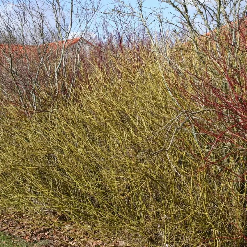 Cornus Sericea 'Flaviramea' (Pilekornel) Salgsh.: 30-50 Cm. (Barrodet Bundt M/10 Stk) 3 Cornus Sericea 'Flaviramea' (Pilekornel) Salgsh.: 30-50 Cm. (Barrodet Bundt M/10 Stk)