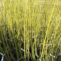 Cornus Sericea 'Flaviramea' (Pilekornel) Salgsh.: 30-50 Cm. (Barrodet Bundt M/10 Stk) 8 Cornus Sericea 'Flaviramea' (Pilekornel) Salgsh.: 30-50 Cm. (Barrodet Bundt M/10 Stk) -Planter Butik 34 367 3